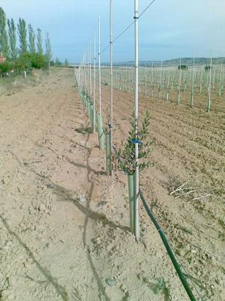 Agronec - Fruiters - Plantació oliveres