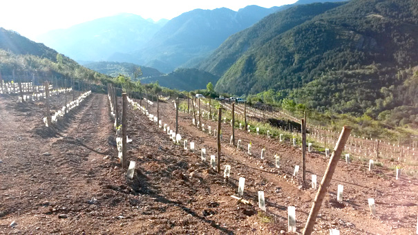 Serveis - Plantació de vinyes - agronec